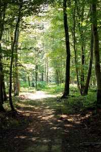 Woods At Siblu Domaine De Litteau's forest