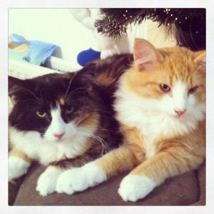 Our Norwegian forest kittens