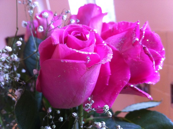 Pink Rose iPhone Pink Rose iPhone